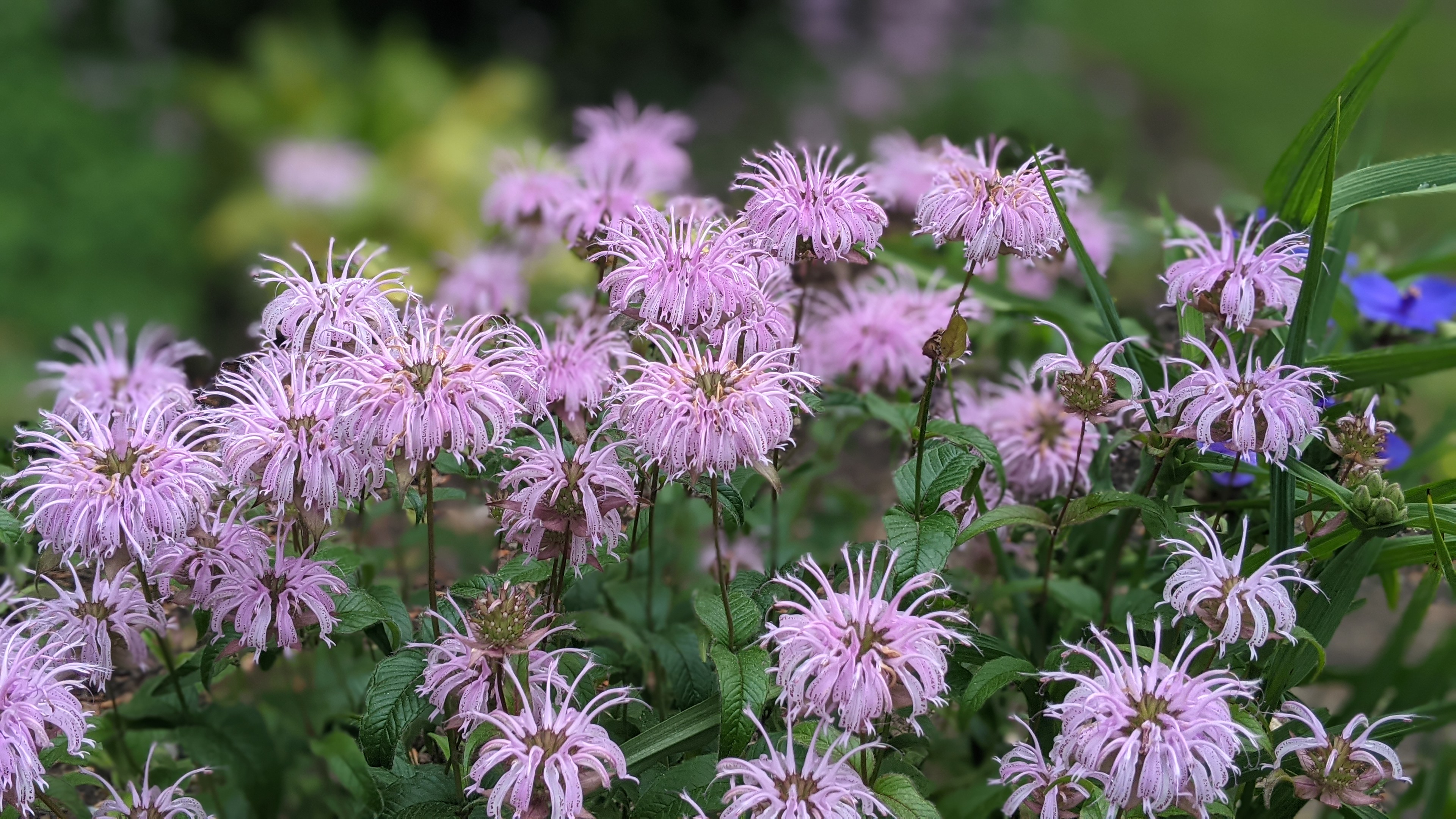 Monarda fistulosa shop